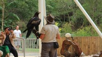 Bird Show  di Currumbin Wildlife Sanctuary
