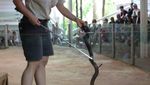 Selfie Bareng Kanguru di Currumbin Wildlife Sanctuary