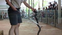 Reptile Show  di Currumbin Wildlife Sanctuary