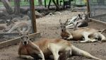 Selfie Bareng Kanguru di Currumbin Wildlife Sanctuary