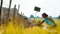Sapi-sapi gemuk terawat, membuat kita seperti di New Zealand.