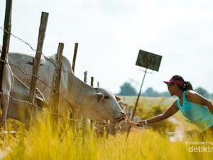 Sembawa Rasa Selandia Baru