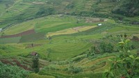 Hamparan sawah menghijau menemani saat bersantai