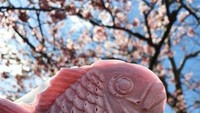 Sakura taiyaki, kudapan khas festival sakura