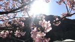 Semenanjung Izu, Di sinilah Bunga Sakura Mekar Lebih Cepat