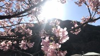 Sakura yang bermekaran di tepi sungai