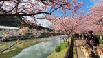 Semenanjung Izu, Di sinilah Bunga Sakura Mekar Lebih Cepat