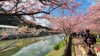 Keindahan bunga sakura di penghujung musim dingin