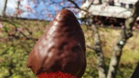 kudapan dalam sakura festival