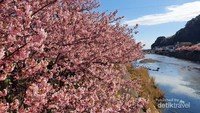 Sakura di Izu
