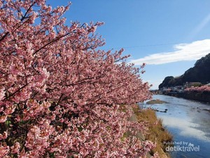 Semenanjung Izu, Di sinilah Bunga Sakura Mekar Lebih Cepat