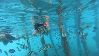 Snorkeling di Arborek