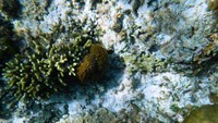 bawah laut tepi pantai