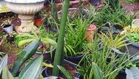 Beraneka ragam species pohon Lidah Mertua