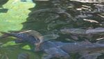 Sensasi Berenang dengan Ikan Dewa