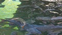 Ikan - ikan Dewa ini konon jumlahnya selalu tetap, tidak berkurang ataupun bertambah
