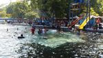 Sensasi Berenang dengan Ikan Dewa