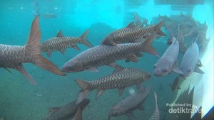 Sensasi Berenang dengan Ikan Dewa