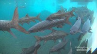 Ikan - ikan Dewa yang berada di dasar kolam pemandian Cibulan