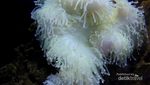 Sensasi Berinteraksi Dengan Hiu di Ocean World Science Center