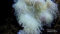 Anemone yang lembut dan sensasional