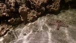 Sensasi Berinteraksi Dengan Hiu di Ocean World Science Center