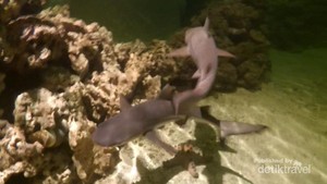 Sensasi Berinteraksi Dengan Hiu di Ocean World Science Center