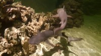 Ikan hiu sirip hitam di Touch Pool