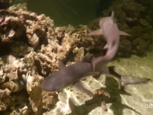 Sensasi Berinteraksi Dengan Hiu di Ocean World Science Center