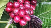 Kebun kopi di perjalanan menuju Gilituri
