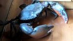 Sensasi Makan Capit Raksasa Si Kepiting Papua