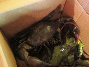 Sensasi Makan Capit Raksasa Si Kepiting Papua