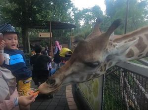 Sensasi Memberi Makan Hewan di Batu Secret Zoo