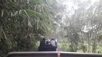 Menyusuri hutan di Lereng Merapi