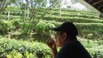 Sensasi Seteguk Teh Putih di Kebun Teh Menoreh