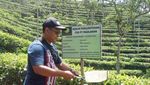 Sensasi Seteguk Teh Putih di Kebun Teh Menoreh