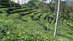 Sensasi Seteguk Teh Putih di Kebun Teh Menoreh