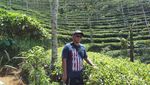 Sensasi Seteguk Teh Putih di Kebun Teh Menoreh