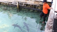 Bersiap masuk ke kolam hiu