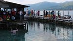 Sensasi Tegang Berenang di Antara Hiu di Karimunjawa