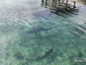 Sensasi Tegang Berenang di Antara Hiu di Karimunjawa
