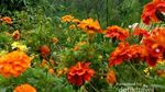 Sensasi Trekking Menuju Coban Rais di Batu