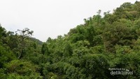 Rimbunnya pepohonan sepanjang perjalanan ke Coban Rais