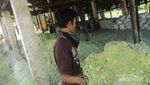 Sepenggal Kisah Penambang Belerang di Gunung Ijen