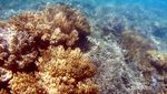 Seperti Ini Keindahan Alam Bawah Laut Pulau Sangiang