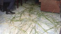Menyebar rumput/daun palem di lantai rumah dan toko