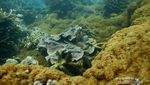 Seperti Ini Serunya Petualangan 2 Hari di Pulau Sangiang