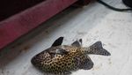 Seperti Ini Serunya Petualangan 2 Hari di Pulau Sangiang