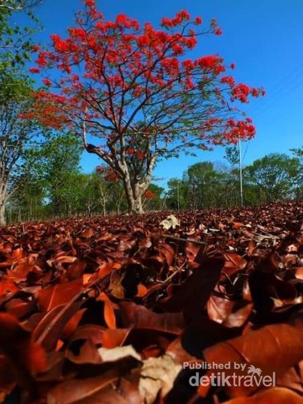 Seperti Luar Negeri Daun  daun Berguguran  di Kota Soe