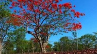 Dikota ini terdapat banyak sekali pohon flamboyan di setiap sudutnya.